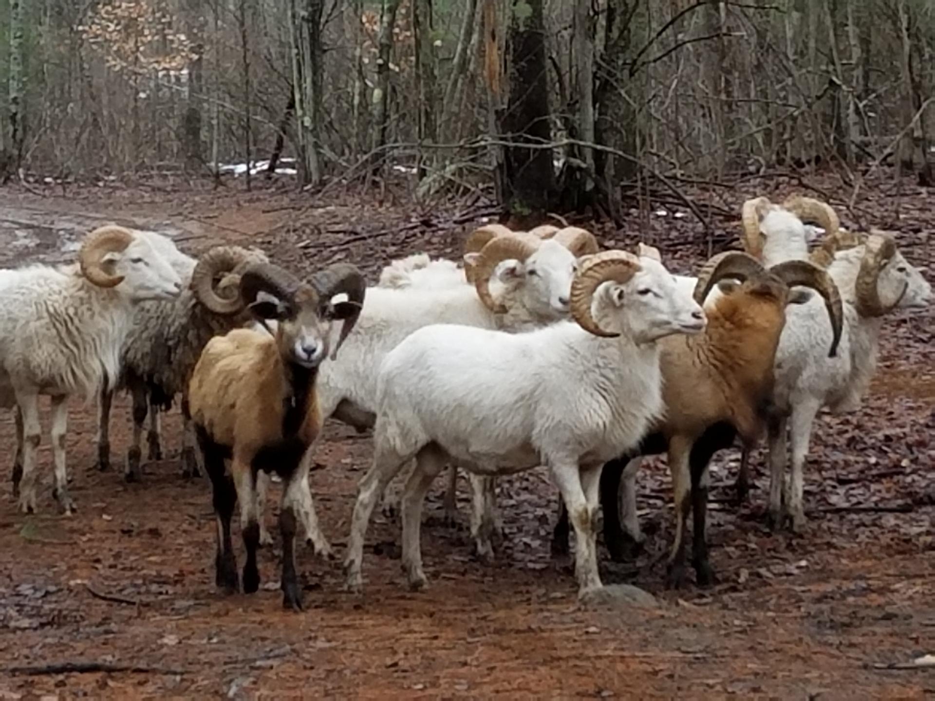 Hunting Preserve PA Russian Boar, Fallow Deer, Turkey, Sheep, Ram...