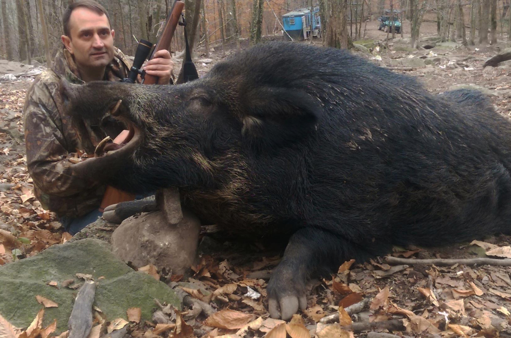 Russian boar hunting