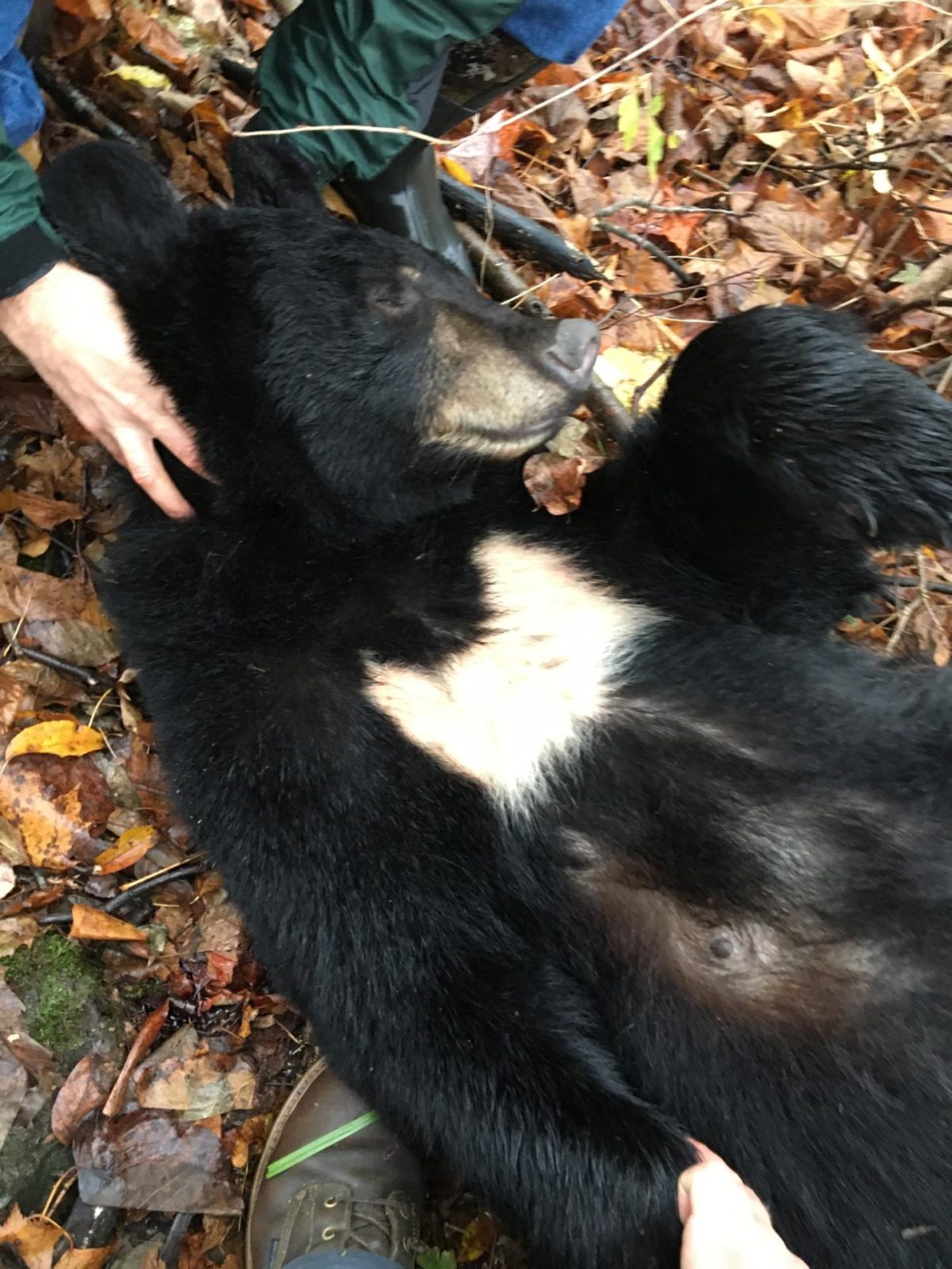 Bear Hunting Pennsylvania Hunting Ranch